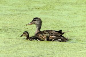 育児ストレスを解消するためのLINE相談が無料でできる方法は？