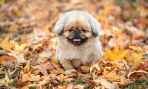 推しが好きすぎて苦しいとき、どうすればいい？