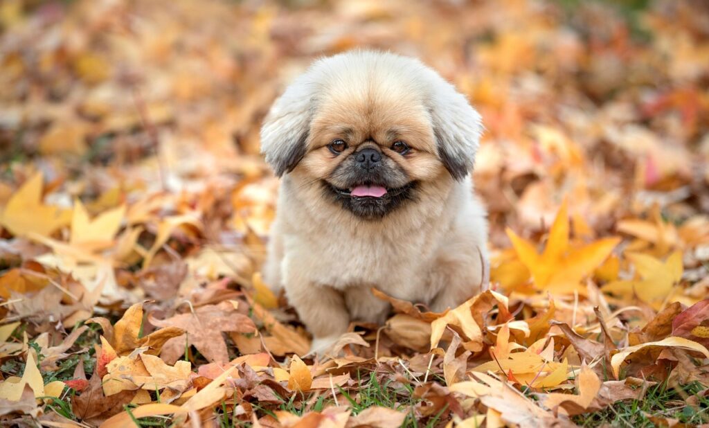 前はもっと元気だったのに今は違う理由とは何ですか？