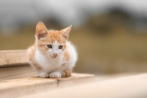 家庭内の悩みを誰に聞いてもらうのが効果的？