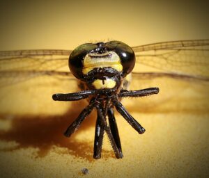 飲み会を断れない理由は何ですか？