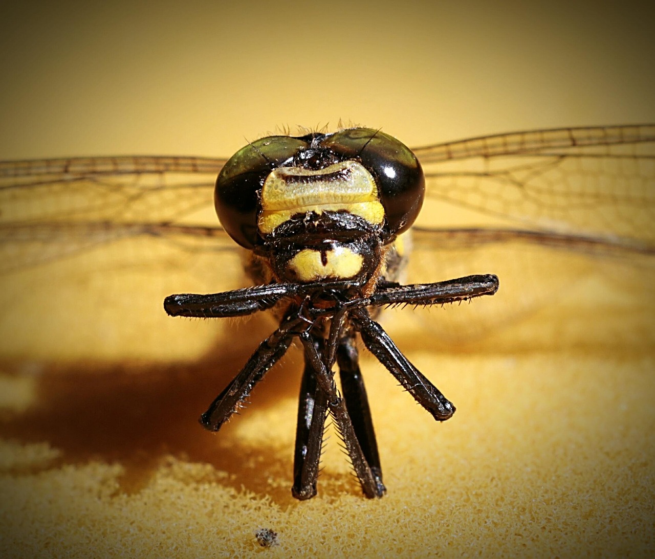 飲み会を断れない理由は何ですか？